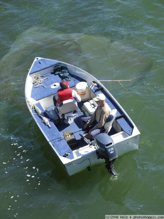 de pe net - normalsharkfishing.jpg